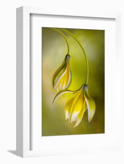 Tulipa-Mandy Disher-Framed Photographic Print