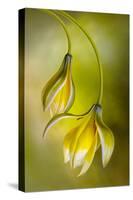 Tulipa-Mandy Disher-Stretched Canvas