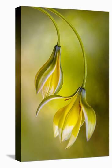 Tulipa-Mandy Disher-Stretched Canvas