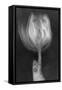 Tulipan X Ray-Moises Levy-Framed Stretched Canvas