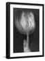 Tulipan X Ray-Moises Levy-Framed Photographic Print