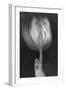 Tulipan X Ray-Moises Levy-Framed Photographic Print