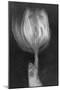 Tulipan X Ray-Moises Levy-Mounted Photographic Print