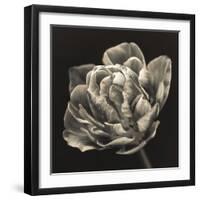 Tulipana Still-Assaf Frank-Framed Giclee Print