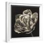 Tulipana Still-Assaf Frank-Framed Giclee Print