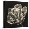 Tulipana Still-Assaf Frank-Stretched Canvas