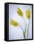 Tulipanes Amarillos-Moises Levy-Framed Stretched Canvas