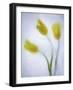 Tulipanes Amarillos-Moises Levy-Framed Photographic Print