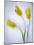 Tulipanes Amarillos-Moises Levy-Mounted Photographic Print