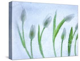 Tulipanes Blancos-Moises Levy-Stretched Canvas