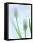 Tulipanes Blancos-Moises Levy-Framed Stretched Canvas