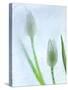 Tulipanes Blancos-Moises Levy-Stretched Canvas