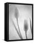 Tulipanes Blancos-Moises Levy-Framed Stretched Canvas