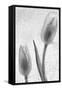 Tulipanes Blancos-Moises Levy-Framed Stretched Canvas