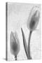 Tulipanes Blancos-Moises Levy-Stretched Canvas