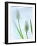 Tulipanes Blancos-Moises Levy-Framed Photographic Print