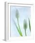 Tulipanes Blancos-Moises Levy-Framed Photographic Print