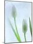 Tulipanes Blancos-Moises Levy-Mounted Photographic Print