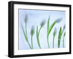 Tulipanes Blancos-Moises Levy-Framed Photographic Print