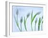 Tulipanes Blancos-Moises Levy-Framed Photographic Print