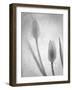 Tulipanes Blancos-Moises Levy-Framed Photographic Print