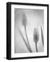 Tulipanes Blancos-Moises Levy-Framed Photographic Print