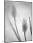 Tulipanes Blancos-Moises Levy-Mounted Photographic Print