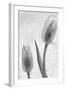 Tulipanes Blancos-Moises Levy-Framed Photographic Print