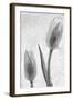 Tulipanes Blancos-Moises Levy-Framed Photographic Print