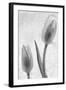 Tulipanes Blancos-Moises Levy-Framed Photographic Print