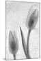 Tulipanes Blancos-Moises Levy-Mounted Photographic Print