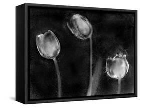 Tulipanes Platino-Moises Levy-Framed Stretched Canvas
