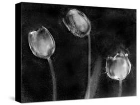 Tulipanes Platino-Moises Levy-Stretched Canvas