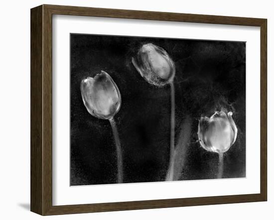 Tulipanes Platino-Moises Levy-Framed Photographic Print