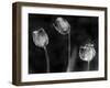 Tulipanes Platino-Moises Levy-Framed Photographic Print