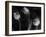 Tulipanes Platino-Moises Levy-Framed Photographic Print