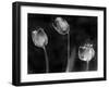 Tulipanes Platino-Moises Levy-Framed Photographic Print