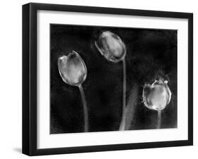 Tulipanes Platino-Moises Levy-Framed Photographic Print