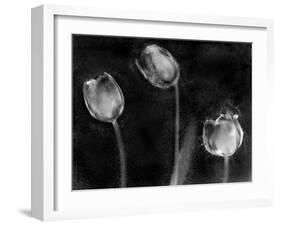 Tulipanes Platino-Moises Levy-Framed Photographic Print