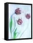 Tulipanes Rojos-Moises Levy-Framed Stretched Canvas