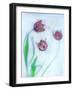 Tulipanes Rojos-Moises Levy-Framed Photographic Print