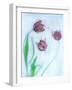 Tulipanes Rojos-Moises Levy-Framed Photographic Print