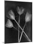 Tulipanes-Moises Levy-Mounted Photographic Print