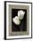 Tulipani bianchi-Andrea Trivelli-Framed Art Print