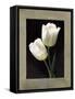 Tulipani bianchi-Andrea Trivelli-Framed Stretched Canvas