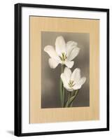 Tulipani-Andrea Trivelli-Framed Art Print