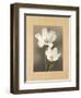 Tulipani-Andrea Trivelli-Framed Art Print