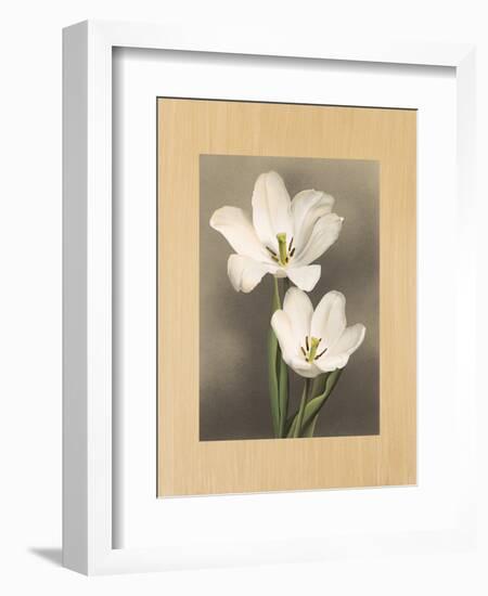 Tulipani-Andrea Trivelli-Framed Art Print