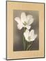 Tulipani-Andrea Trivelli-Mounted Art Print