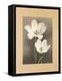 Tulipani-Andrea Trivelli-Framed Stretched Canvas